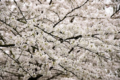 White cherry trees bloom during the day
